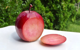 18-24&quot; tall Scarlet Surprise (Bill&#39;s Red Flesh) apple tree, grafted - $48.00