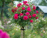 Rose Tree Rose Red Perenial Flower Seeds 50Pcs - $8.99