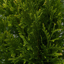 6 Plants Green Giant Arborvitae Tree Thuja Super Roots Established FREE SHIP - £80.72 GBP