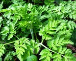 Chervil Seeds French Parsley Cicely Gourmet Herb Seed For Fast Shipping - £4.68 GBP