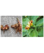 USA Seller Costus pictus ginger rhizome - $34.99