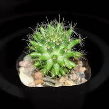 Strombocactus disciformis Cactus, 10 Seeds - $16.19