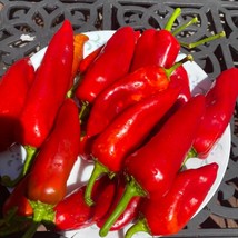 Joelene&#39;S Rustic Italian Sweet Pepper Seeds Gardening USA SELLER - $8.32