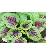 KBT 500 Striped Spinach Seeds Very Healthy Spinach Yin Cho Or Callaloo B... - $27.73 CAD