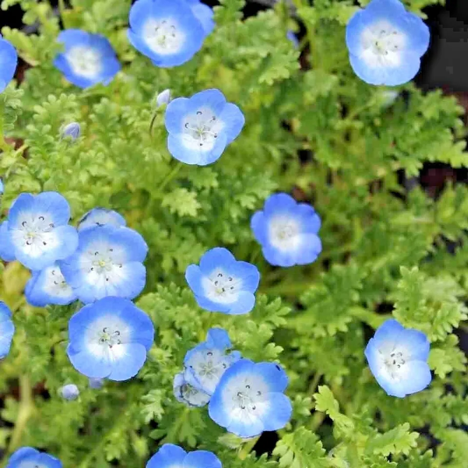 BABY BLUE EYES FLOWERS GROUNDCOVER DROUGHT TOLERANT WILDFLOWER SPRING 10... - £4.69 GBP