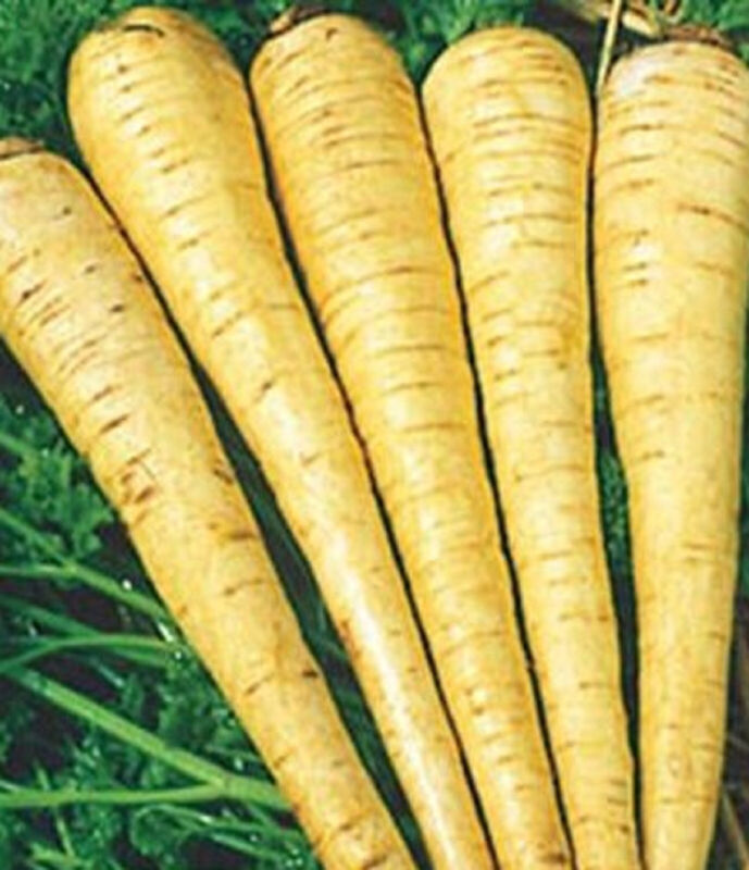 All American Parsnip Seeds 200 Seeds Non-Gmo Fast Shipping - $7.99