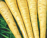 All American Parsnip Seeds 200 Seeds Non-Gmo Fast Shipping - $7.99