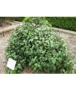 5 True Patchouli Shrub Fragrant Patchouly Pogostemon Cablin Herb Seeds  - £4.47 GBP