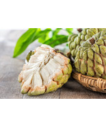 New 15 Sugar Apple Sweetsop Custard Apple Annona Squamosa Edible Fruit T... - $198.52 MXN