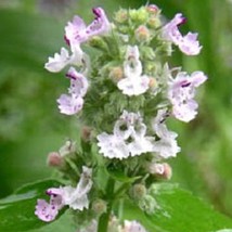 New Fresh Seeds 200 Lemon Lemony Catnip Nepeta Cataria Citrodoria Herb Flower Se - £12.22 GBP