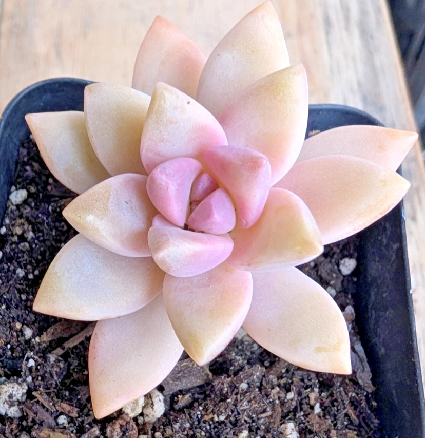 3 x PINK GRAPTOPETALUM PARAGUAYENSE - GHOST PLANT - 2.5&quot; UNROOTED CUTTINGS  - $21.55
