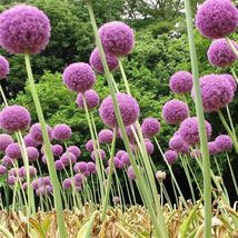 “ 100 PCS Giant Allium Plant Seeds - Light Purple Color GIM ” - £10.38 GBP