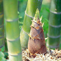 Fresh Garden 50 Giant Moso Bamboo Seeds Perennial evergreen Grows Edible - £8.96 GBP