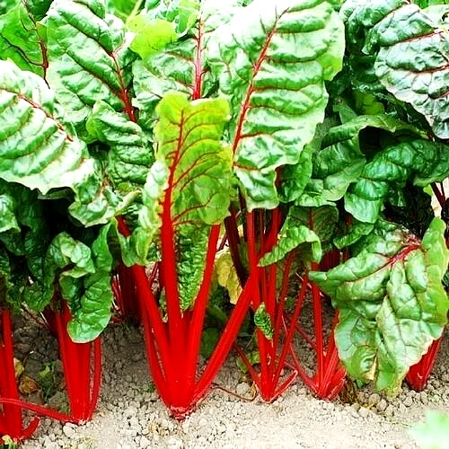 100 Swiss Chard Spring Salad Garden Vegetable Seeds Heirloom Microgreens... - $4.38