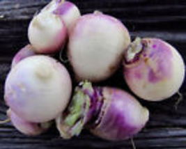 Turnip Seeds Purple Top White Globe Turnip Seed(Brassica rapa) USA 500+ ... - $7.50