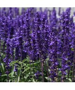 100 Salvia Victoria Blue Seeds – Bee & Butterfly Magnet, Stunning Blue Blooms - $21.59