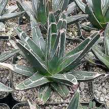 cactus Agave victoria regina Cacti Succulent real live plant - £43.02 GBP