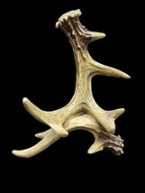 Western Rustic Stag Deer Antlers Book Photo Frame Phone Holder 5&quot; Stand - $18.00