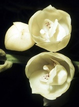 peristeria elata seeds - $12.55