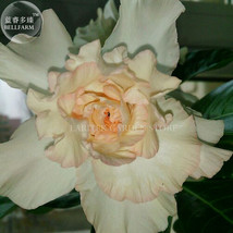 Adenium Seeds 2 Seeds Light Orange 6 Layer Petals Desert Rose E4043 Gard... - $6.29