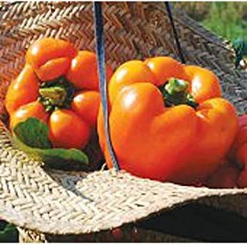 PM Kevin&#39;s Early Orange Sweet Peppers Seeds (20+ Seeds) | Non GMO | Vege... - $3.98