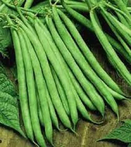 Contender Stringless Green Bean Seed US Fast Shipping - $55.68 MXN