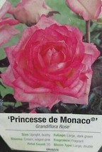 Princesse de Monaco Grandiflora Pink Rose 3 Gal. Bush Plant  Plants Fine Roses - £61.97 GBP