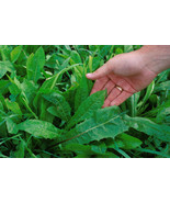 New Fresh 800 Emerald Catalogna Endive Italian Chicory Cichorium Endivia... - $289.16 MXN