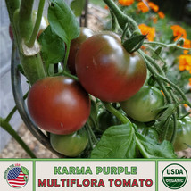 10 Seeds Karma Purple Multiflora Tomato Heirloom Seeds Fast Plant Beautiful Resu - $8.35