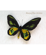 Ornithoptera Rothschildi Golden Birdwing Butterfly Framed Entomology Shadowbox - $138.99