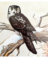 Hawk Owl Winter Art Print Color Plate Birds Of Prey Vintage Nature 1979 ... - $49.03 CAD