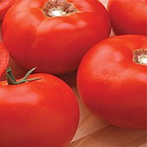 Usa Seller Queen Of Hearts Tomato Seeds Fast Shipping - £7.31 GBP