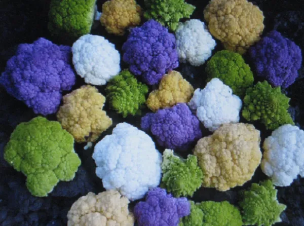 Rainbow Blend Cauliflower Broccoli Mixed Colors 150 Seeds Healthful - £5.96 GBP