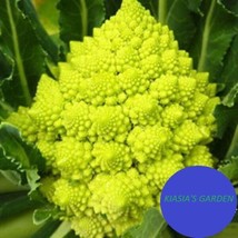 Broccoli Seedsromanesco Non-Gmo Heirloom Seeds300+ Seeds Fresh Garden - £6.16 GBP