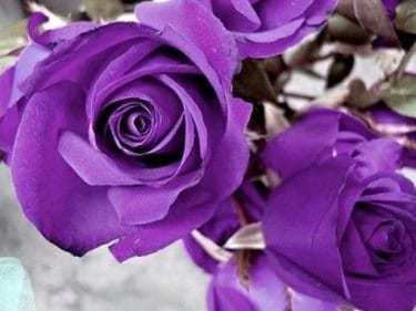Purple roses seeds- 20 seeds - code 004 Item image 3