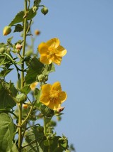 20 seeds  -Abutilon - Read Full Description- Ornamental Plant seed Pack - £3.16 GBP