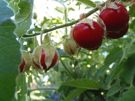 Litchi Tomato (Morelle de Balbais) - Solanum sisymbriifolium - $4.95