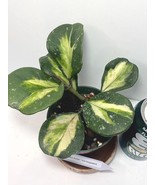 Rare Hoya Obovata Inner Variegated in a 4-inch pot - Numbered 12. The Ho... - €30,14 EUR