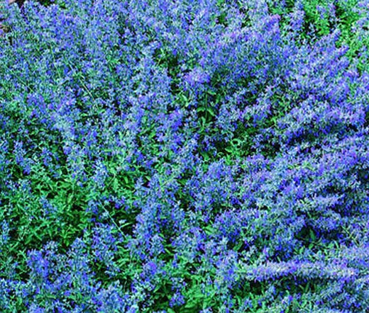 Catmint Blue Nepeta Mussinii 250 Seeds Fresh Seeds - £21.02 GBP