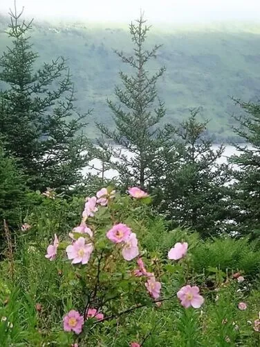 15 Pink Wood&#39;S Rose Bush Mountain Rose Rosa Woodsii Seeds Fresh Garden - £7.95 GBP