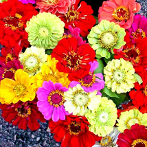 Bloomys 200 Seeds Zinnia Giants Spring Mix Hummingbirds Flowers Heat Tolerant Bl - $9.38