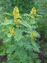 Cassia Hebecarpa Hardy Senna Yellow Flowers Seeds Fresh Garden USA SELLER - £14.70 GBP