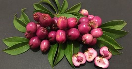 Syzygium paniculatum seeds Eugenia myrtifolia paniculata lilly  brush cherry - £7.47 GBP+