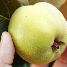 20 Common Quince Cydonia Oblonga Fruit Tree Seeds Sweet Edible Fruits Fr... - £10.20 GBP