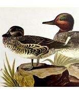 Green Winged Teal Bird 1950 Lithograph Print Audubon Nature First Editio... - $545.74 MXN