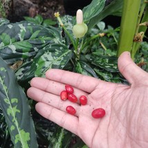 Aglonema Pictum Tricolor seed - £7.99 GBP