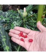 Aglonema Pictum Tricolor seed - $10.00