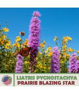 KKG 150 Prairie Blazing Star Seeds Liatris Pycnost Native Wildflower Pla... - $13.95