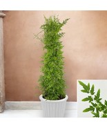 PPA 15+ Seeds Japanese Climbing Fern  House Plant-  Garden- Flowers - $6.83