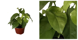 Ultra Rare Ginny Philodendron - Rhaphidophora tetrasperma-6&quot; Pot- Monsteras - C2 - £70.49 GBP